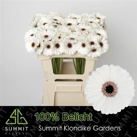 <h4>Ge Mi Snoopy</h4>