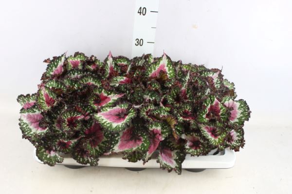 <h4>Begonia Bd 'purple Blush'</h4>