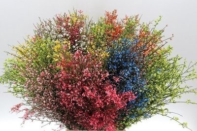 <h4>Genista paint mix</h4>