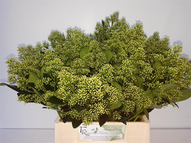 <h4>Skimmia yuki per bunch</h4>