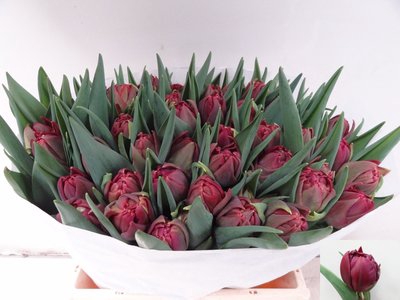 <h4>Tulipa do alison bradley</h4>