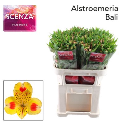 <h4>Alstroemeria bali</h4>