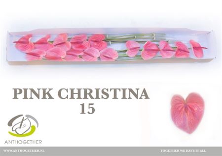 <h4>Anth A Pink Christina 15</h4>