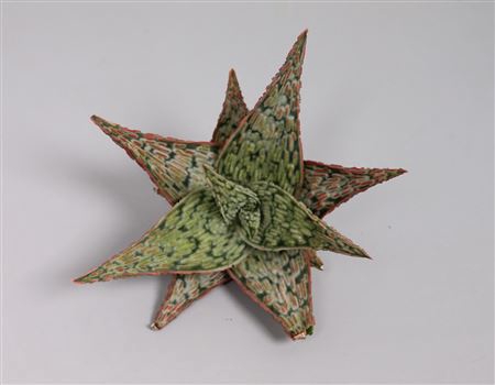 <h4>Aloe starfish cutflower</h4>