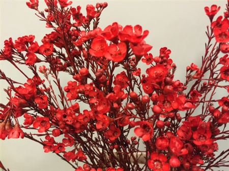 <h4>Waxflower Red</h4>