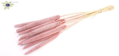 <h4>Babala on natural stem frosted pink</h4>