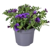 Calibrachoa mixkar op kleur