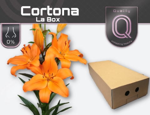 <h4>LI LA CORTONA LA BOX 4+</h4>