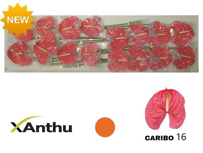 <h4>Anthurium caribo</h4>