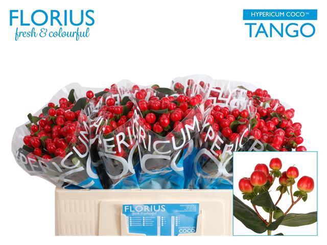 <h4>Hypericum coco tango</h4>