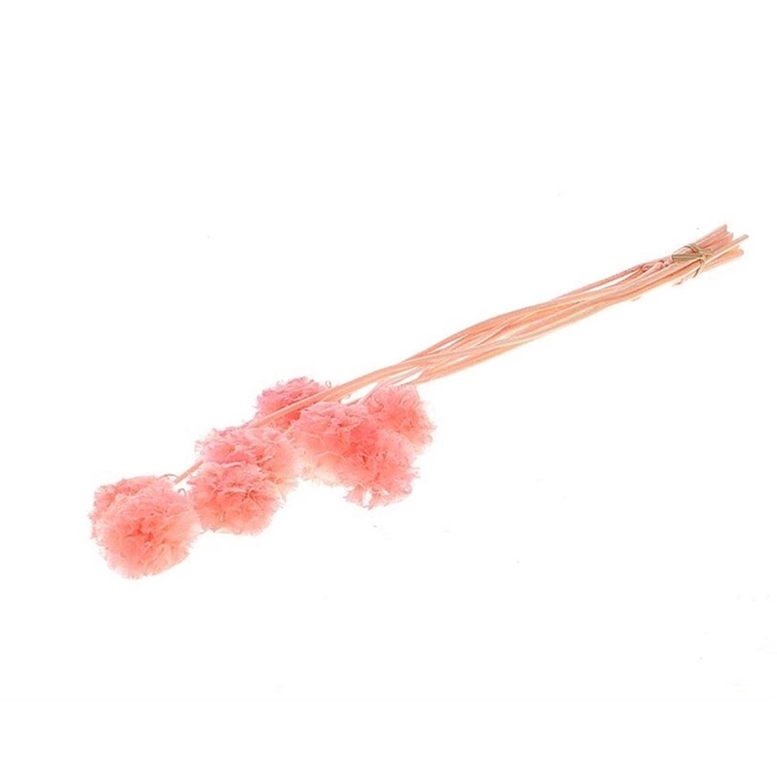 <h4>Droogbloem Scabiosa 35cm x10</h4>