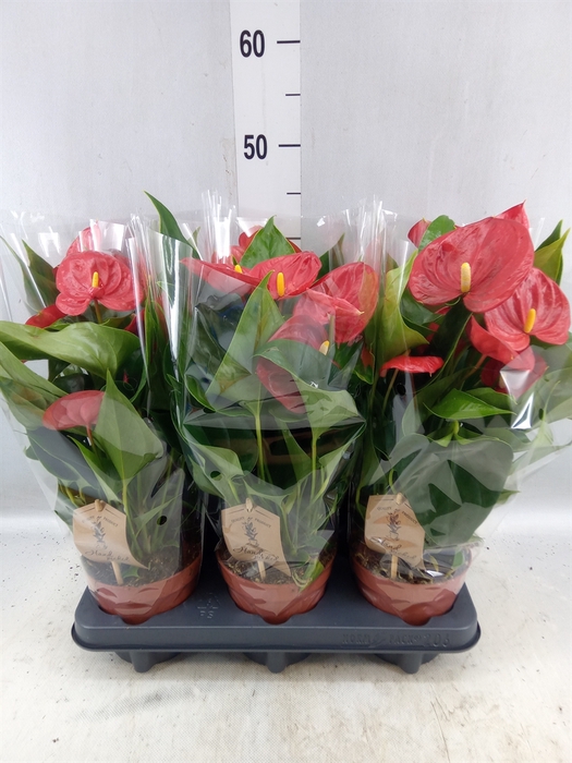 <h4>Anthurium 'cuore'</h4>