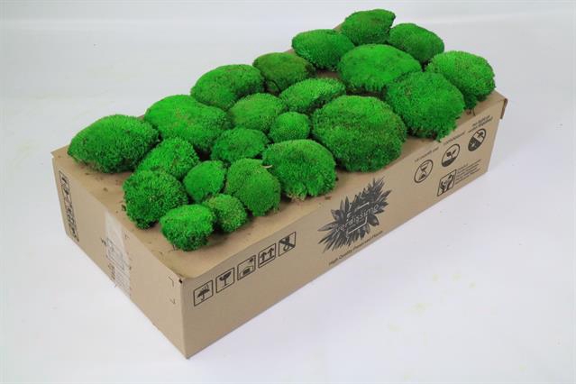 <h4>Preserved moss bolbous</h4>
