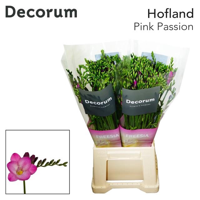 <h4>Freesia si pink passion</h4>