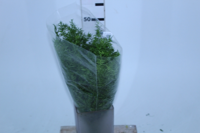 <h4>FOLHAGEM ASPARGO CWEBE 050 CM</h4>