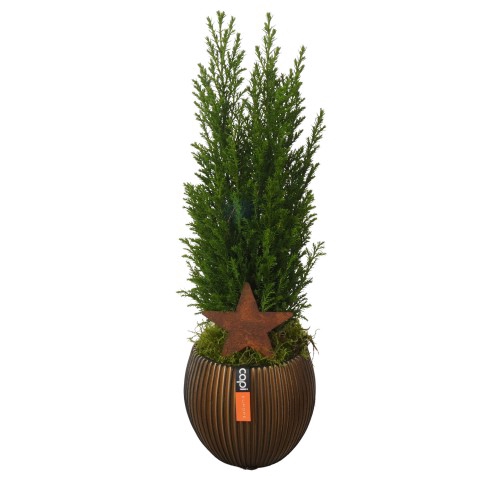 <h4>CC23241 Arrangementen kamerplanten</h4>