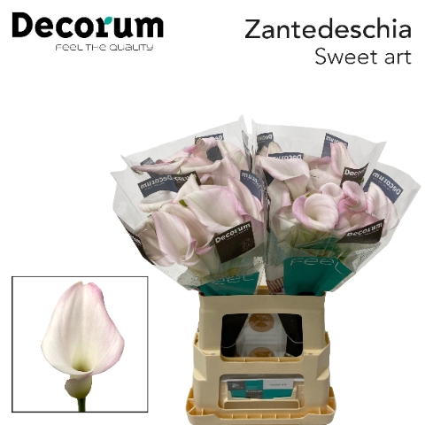 <h4>Zantedeschia sweet art</h4>