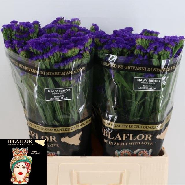 <h4>Statice navy sun birds</h4>
