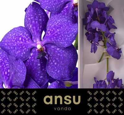 <h4>Vanda royal blue</h4>