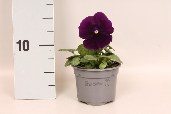 <h4>Viola wittrockiana F1 Purple</h4>