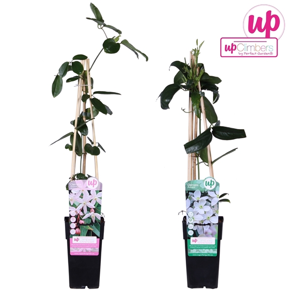 <h4>Clematis bladhoudend mix tray P15</h4>