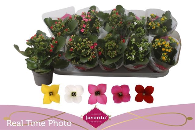<h4>KALANCHOE MIXED FAVORITA P10,5</h4>