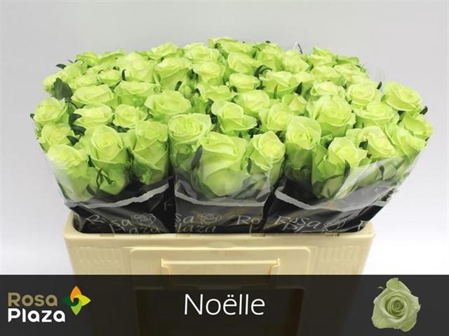 <h4>R GR NOELLE!</h4>