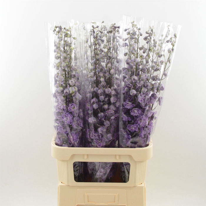 <h4>Delphinium do dev mojo magenta</h4>