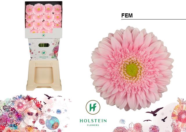 <h4>Gerbera diamond fem</h4>
