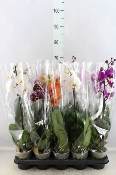 <h4>Phalaenopsis ...mix 6</h4>