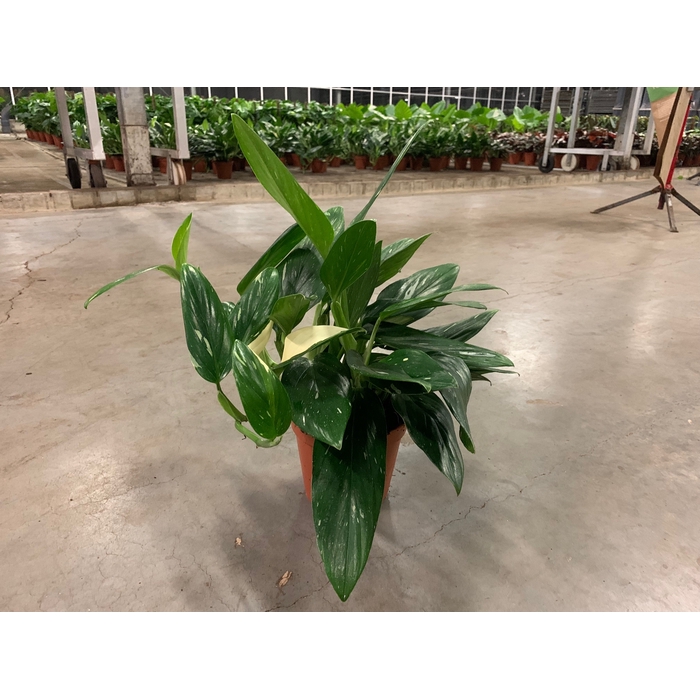 <h4>Philodendron Cobra 17Ø 50cm</h4>