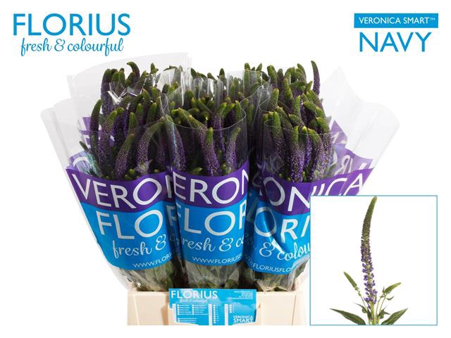 <h4>Veronica blue</h4>