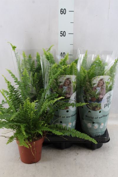 <h4>Nephrolepis Exal. 'green Lady'</h4>