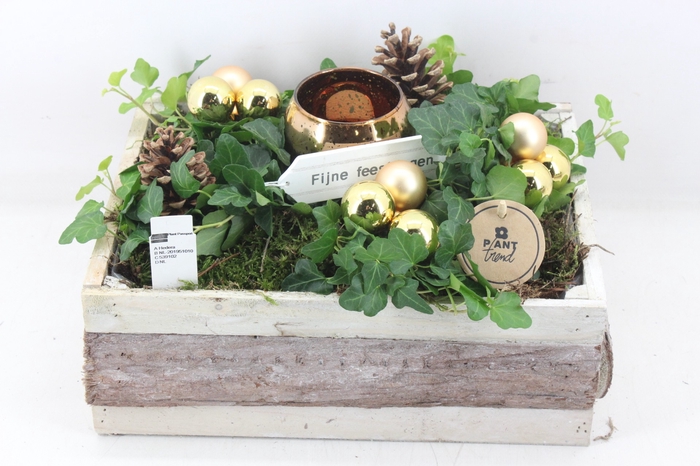 <h4>arr2 PL - Hout met berk hed. goud</h4>