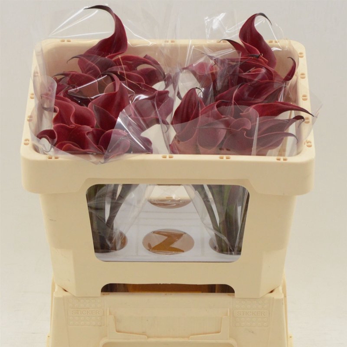 <h4>Zantedeschia red charm</h4>