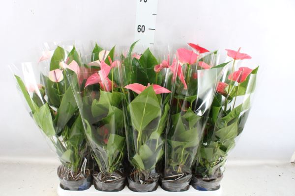 <h4>Anthurium   ...mix</h4>
