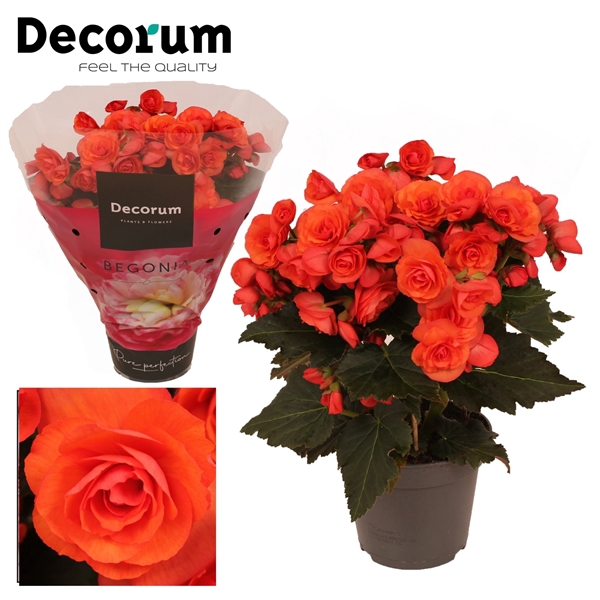 <h4>Begonia  Mistiq Orange  Oranje</h4>