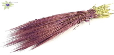 <h4>Hordeum per bunch purple</h4>
