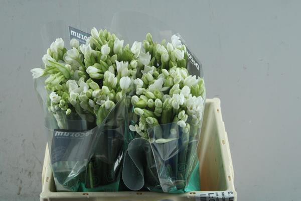 <h4>Narcissus sp ziva paper white</h4>