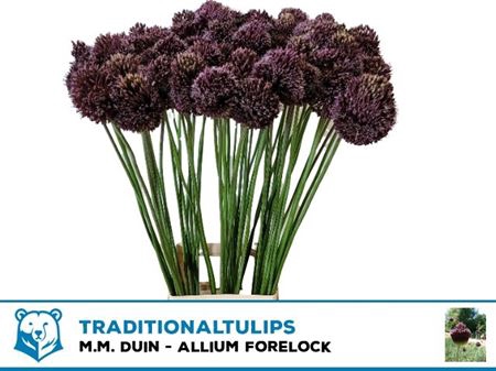 <h4>Allium Forelock</h4>