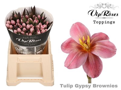 <h4>Tulipa si paint gypsy brown</h4>