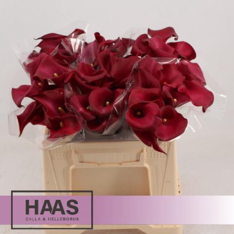 <h4>Zantedeschia majestic red</h4>