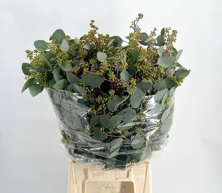 <h4>Leaf eucalyptus populus grain per bunch</h4>