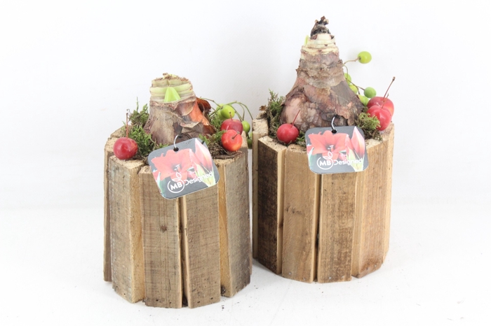 <h4>arr4 Amaryllis MB - Hout ton latjes x8</h4>