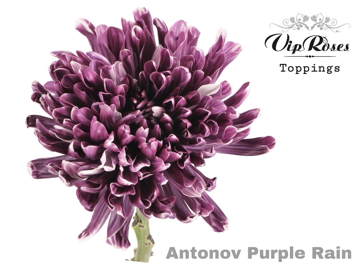 <h4>Chr G Vip Antonov Purple Rain</h4>