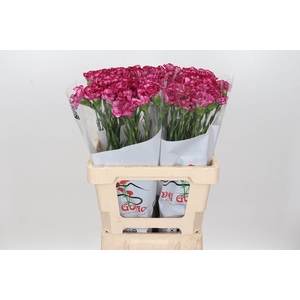 Dianthus St Bacarat Purple