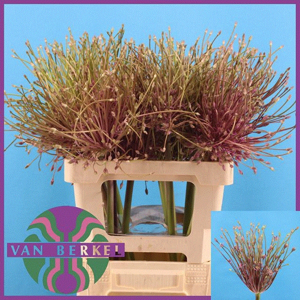 <h4>ALLIUM SCHUBERTII</h4>