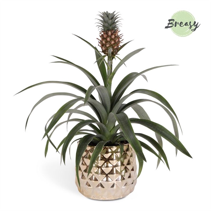<h4>Ananas  'Mi Amigo'</h4>