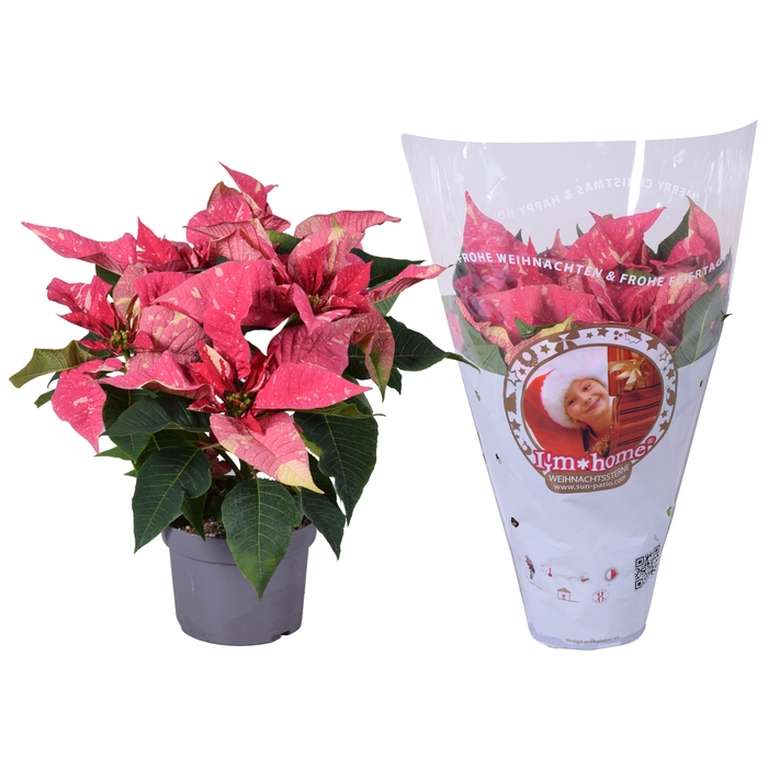 <h4>Euphorbia Glitter roze/wit I'm home hoes</h4>