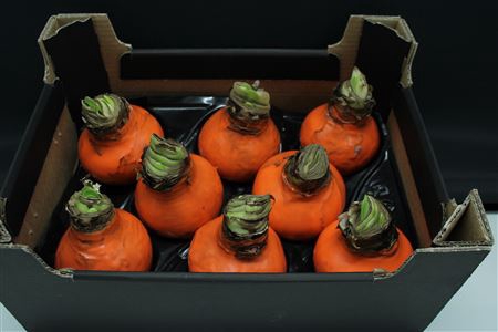 <h4>Amaryllis Bol Oranje</h4>